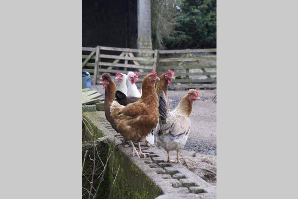 Stones Cottage Farm, Nr Haworth, Family Friendly, Work Friendly, Gaming Barn, Crafting, Free Wifi, Free Parking, Ev Point Oxenhope Eksteriør bilde