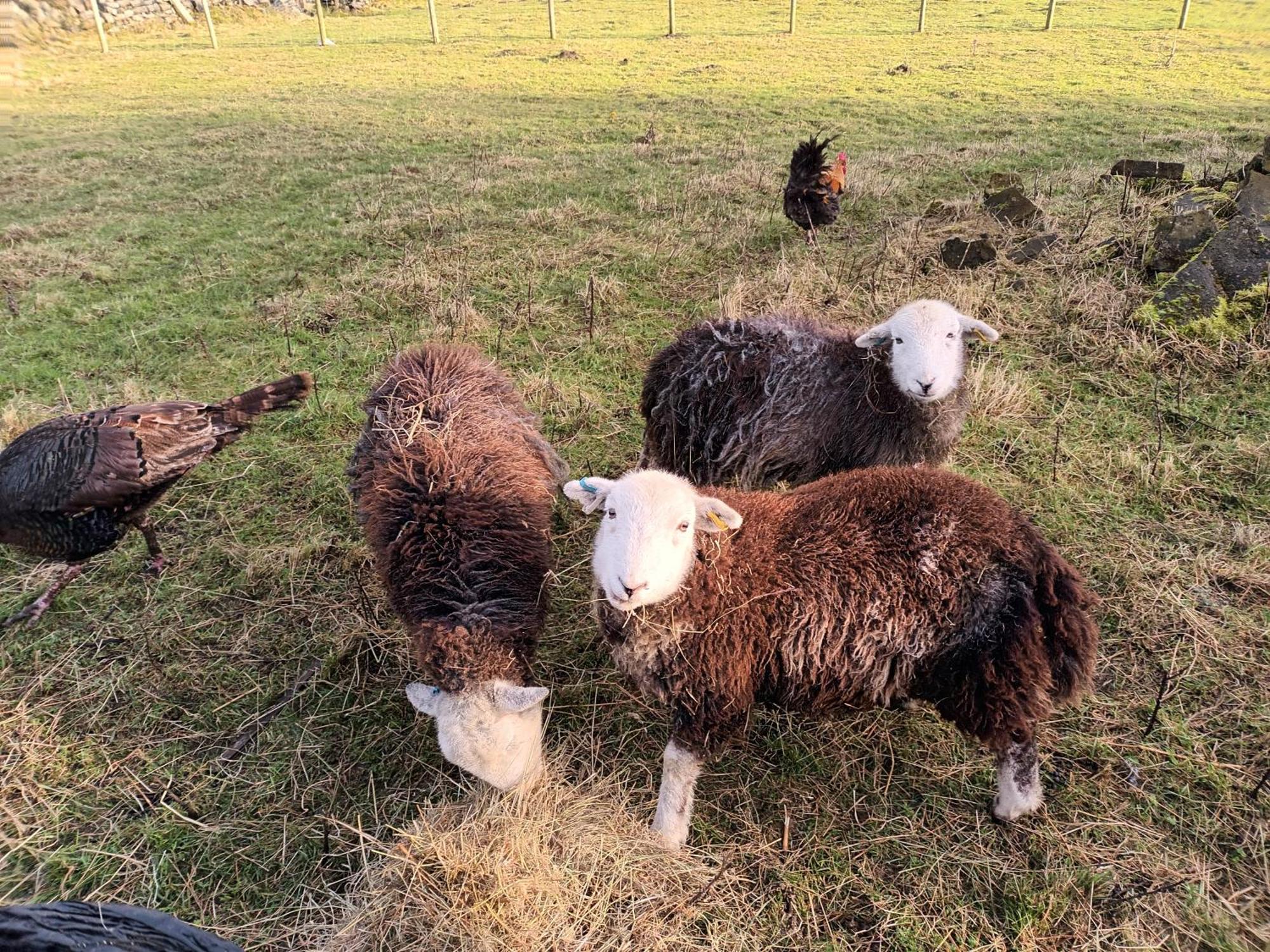 Stones Cottage Farm, Nr Haworth, Family Friendly, Work Friendly, Gaming Barn, Crafting, Free Wifi, Free Parking, Ev Point Oxenhope Eksteriør bilde